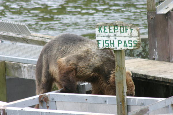 Bear Viewing Kodiak Island Alaska